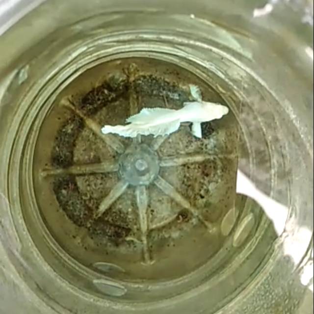 Ikan cupang dumbo ear Hm white Platinum