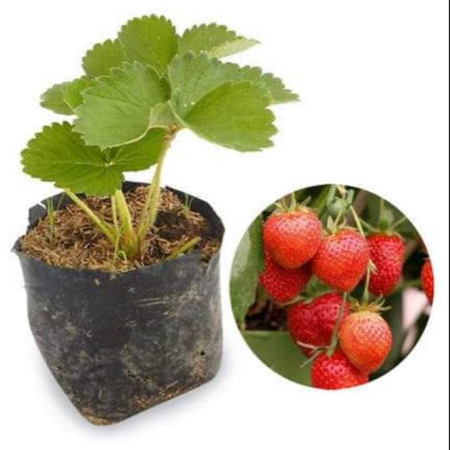 Bibit Stroberi