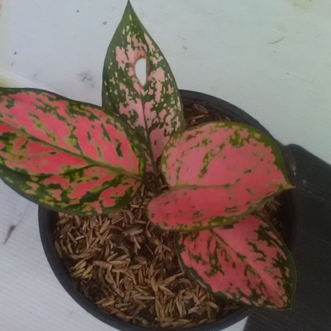 

Aglonema Lady Valentine