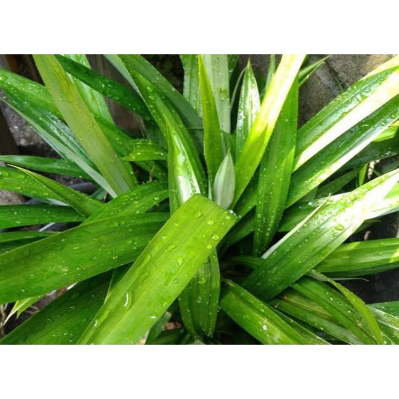 

Daun pandan segar herbal banyak manfaat