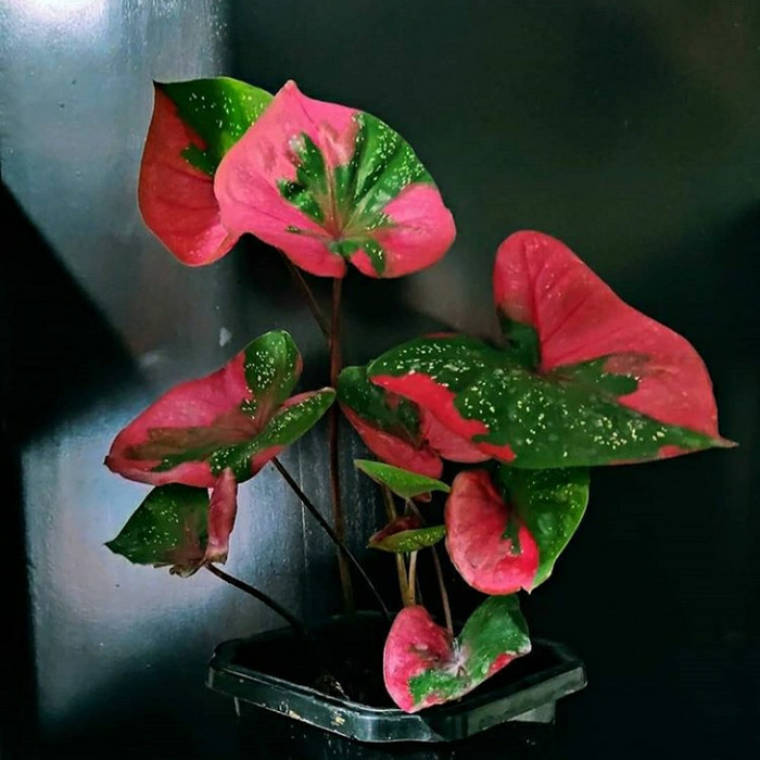 keladi baret/caladium baret