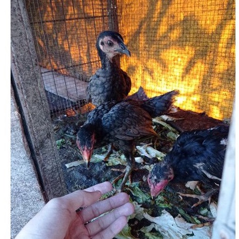 DOC Ayam Kampung Anakan Umur 2 Bulanan -Hidup-