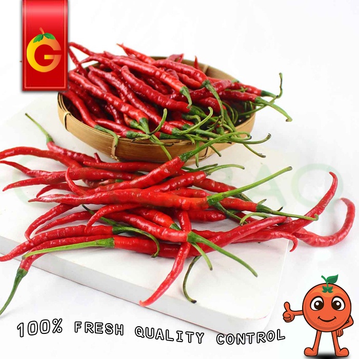 

SAYUR CABE MERAH KERITING FRESH 500 GRAM