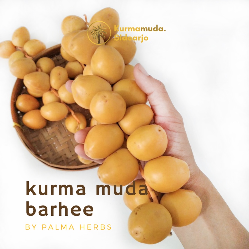 KURMA MUDA KUNING/KEMUNING PAKET PROMIL KURMA MUDA BANYAK BONUS