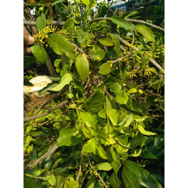 

benalu mangga