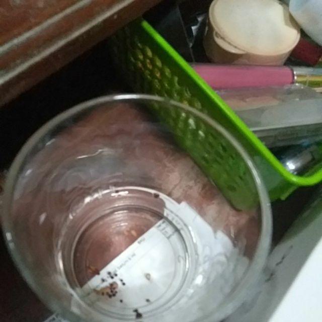 Johrnia 4 Benih Bunga Mawar Multicolor B