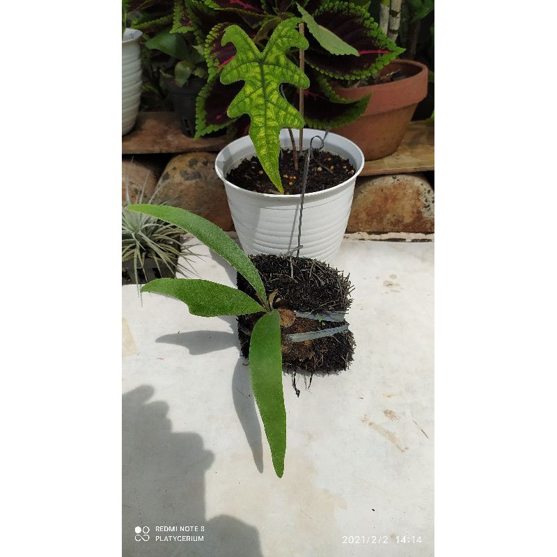 Platycerium Veitchii CV Blueboy