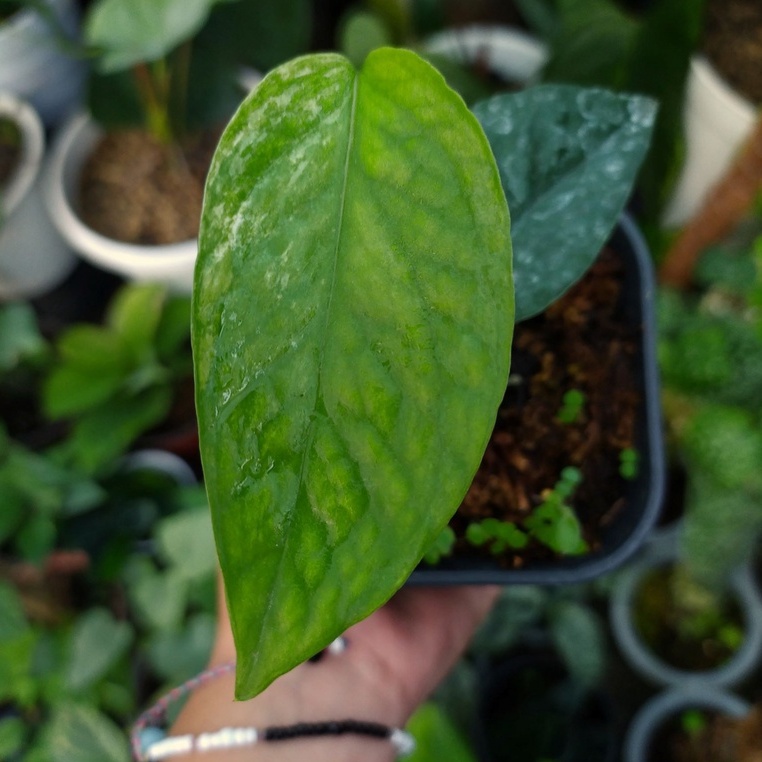 Tanaman Hias Epipremnum Hanoman sp Bali