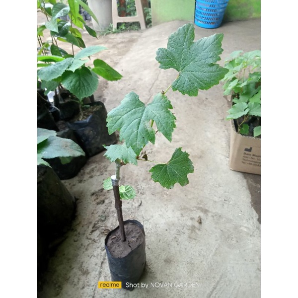 bibit anggur import akademik | anggur import rambat | cod bayar ditempat
