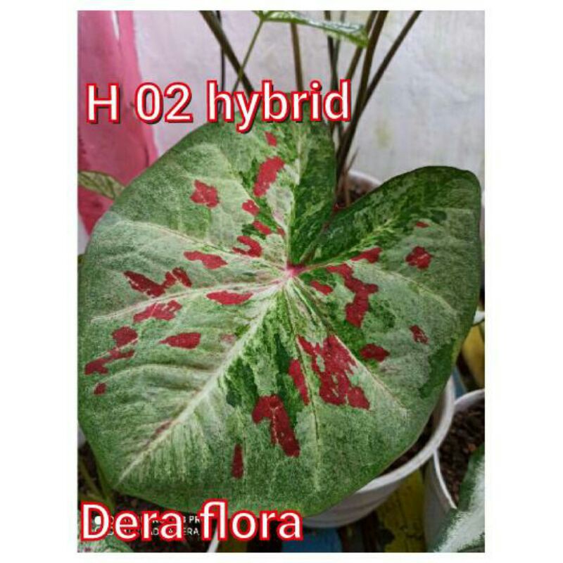tanaman hias umbi caladium thailand keladi hias