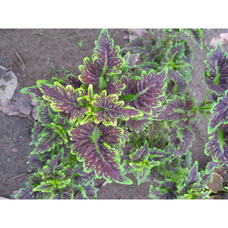 Miana premium/ Miana Srikandi