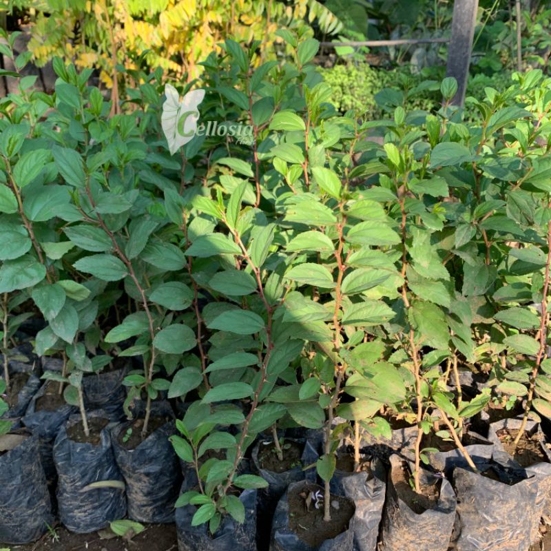 ID BIBIT TANAMAN POHON BIDARA ARAB ASLI DAUN BIDARA ARAB