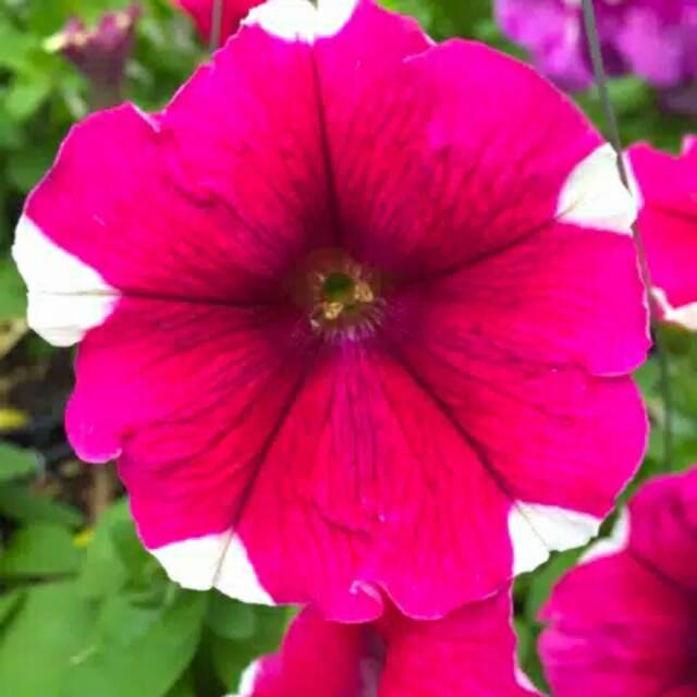 Tanaman Hias Petunia