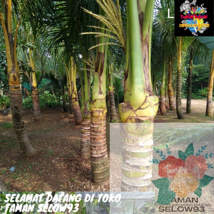 POHON KELAPA IJO.