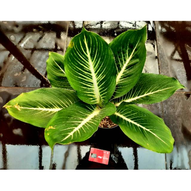 Aglonema Diven Gurita Jumbo