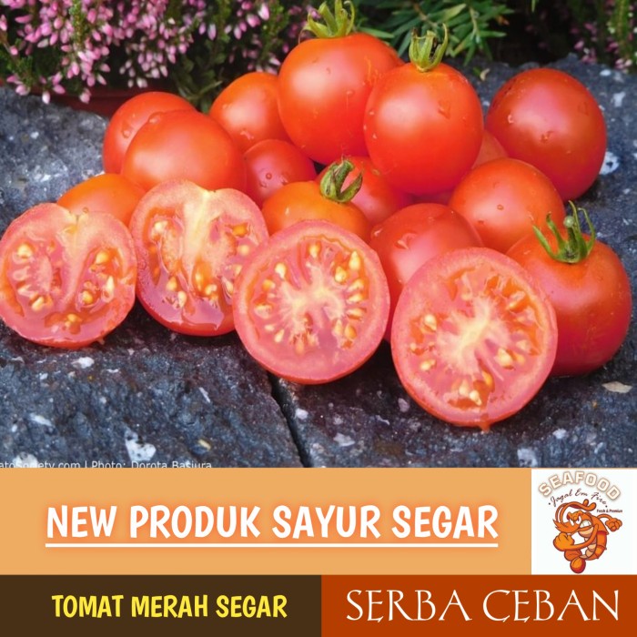 

PROMO TOMAT SEGAR SERBA CEBAN - Merah