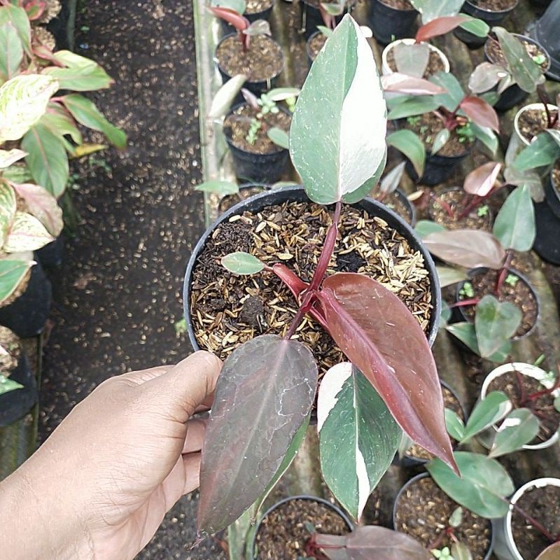 philodendron pink princes