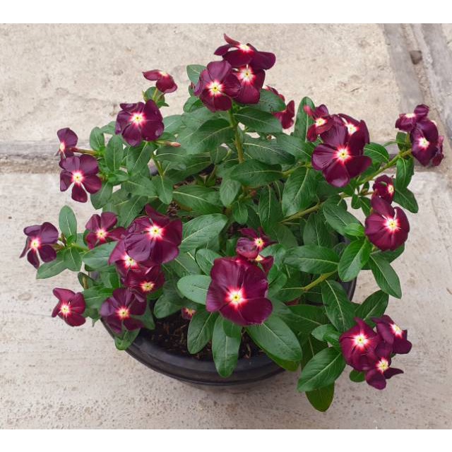 Benih Bibit Biji - Bunga Vinca Black Moon Rare Jenis Langka Flower Seeds - FRESH SEEDS