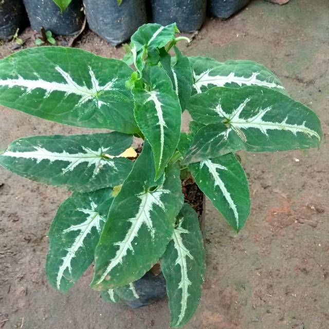 Tanaman Pot Gantung Syngonium Wendlandii / Pohon Syngonium Wendlandii