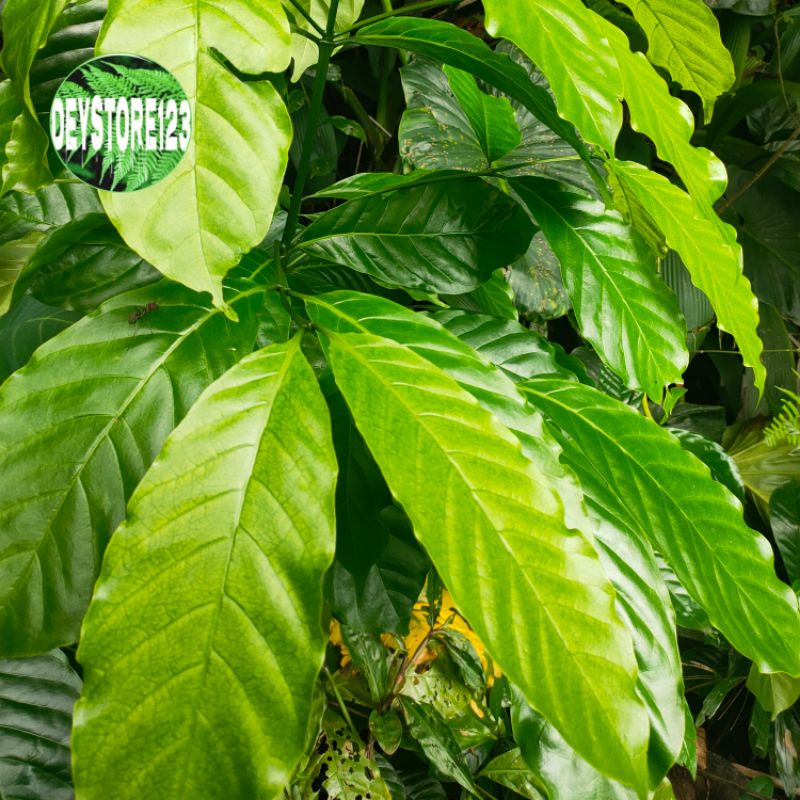 

Daun kopi muda per 1 kg di petik ketika orderan masuk