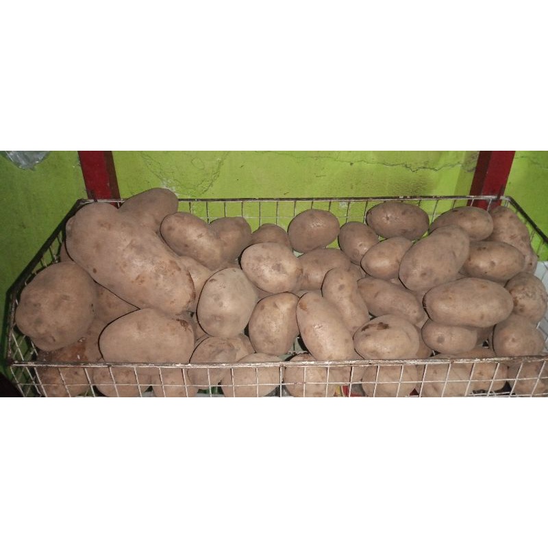 Kentang Besar 1 kg
