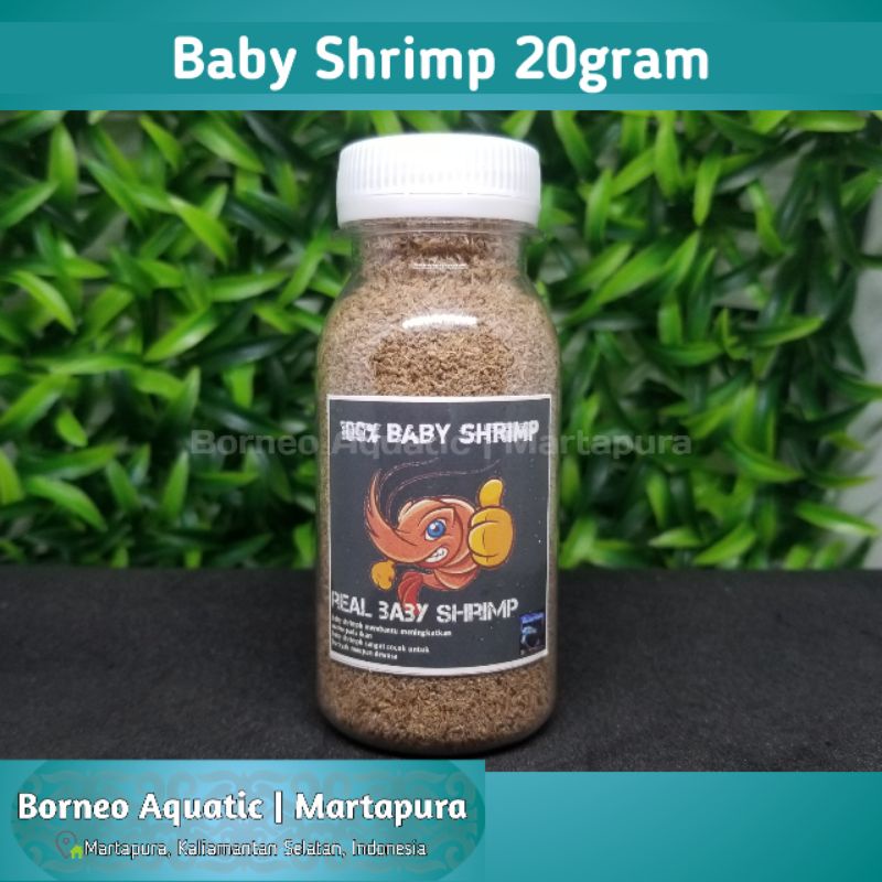 Baby Shrimp
