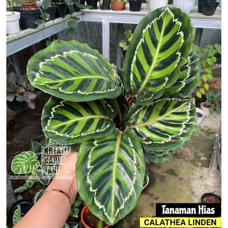 Tanaman Hias Calathea Linden - Calathea Linden