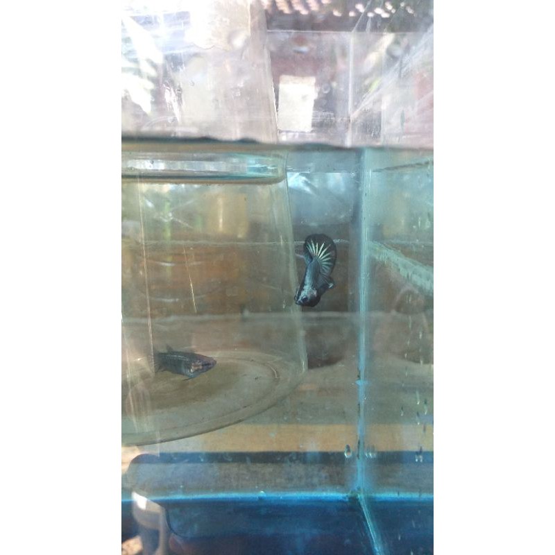 bahan cupang kontes SNI