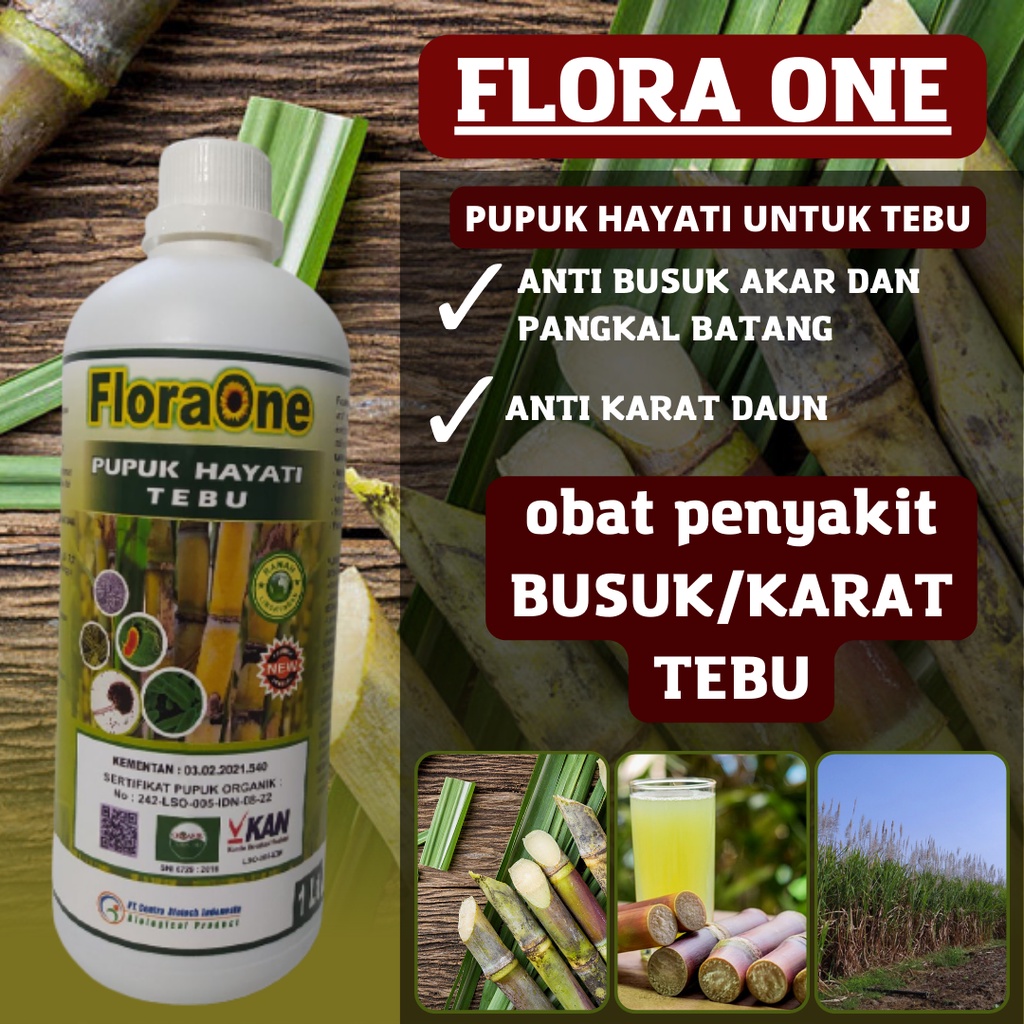 Floraone pupuk tebu cair, pupuk padi anti busuk batang dan karat daun pada tebu, pupuk cair untuk te