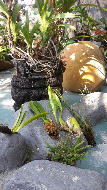 Anggrek Dendro Linearifolium