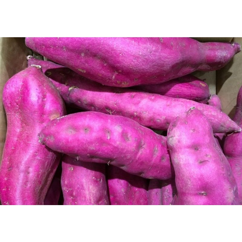 

ubi ungu segar fresh 1 kg