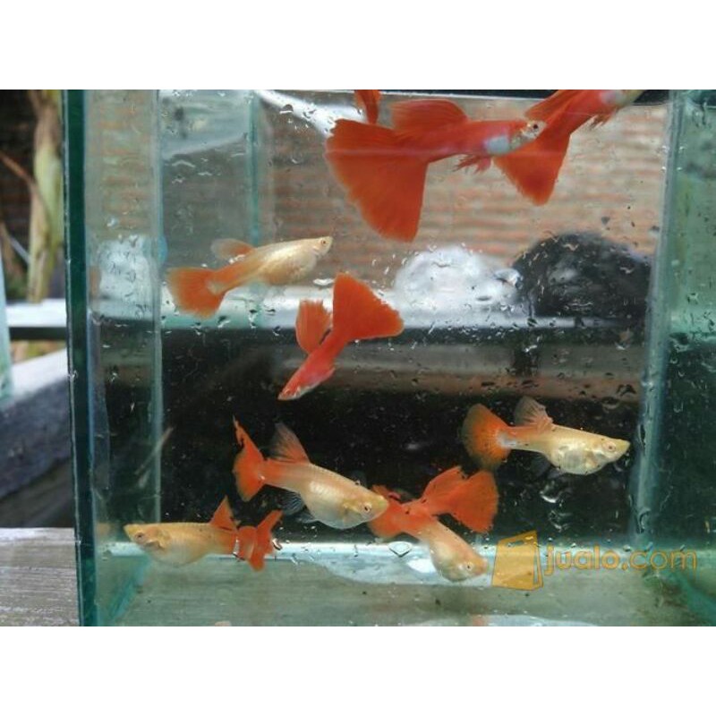 burayak guppy afr