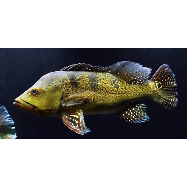 pbass peacock bass kelberi kelbery