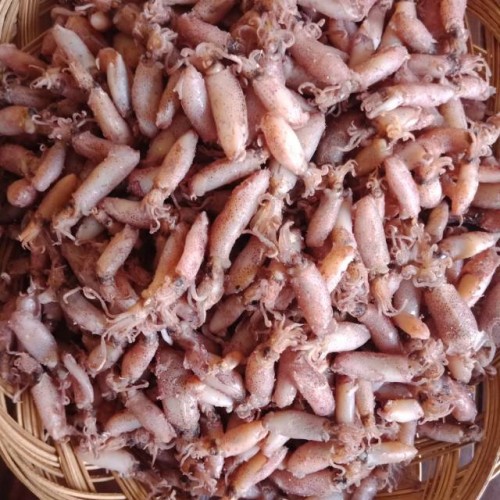 

baby cumi asin kering ukuran 4 -6 cm