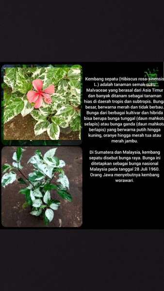 Tanaman Bunga Sepatu Putih Variegata - Bibit Pohon Kembang Hias Daun