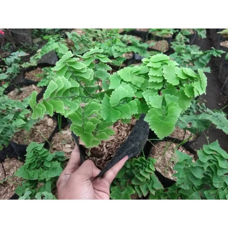 tanaman hias suplir - pohon suplir - hiasan taman suplir -  bibit suplir. -mkls