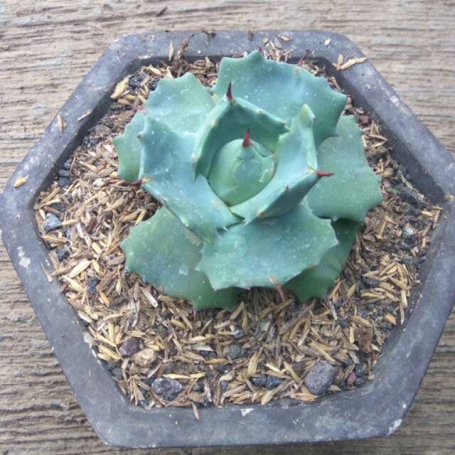 tanaman hias agave shoji raijin