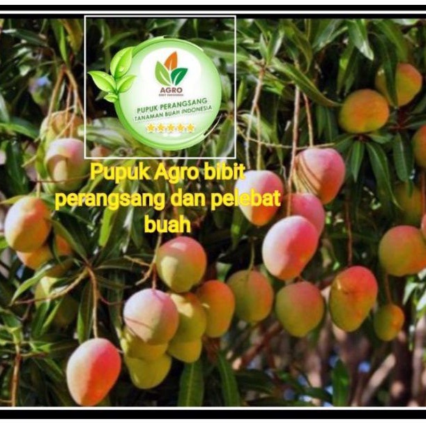 Pupuk buah agro,Pupuk agro,pupuk agro bibit,pupuk buah,pupuk agro pelebat buah,pupuk pembungaan,pupu