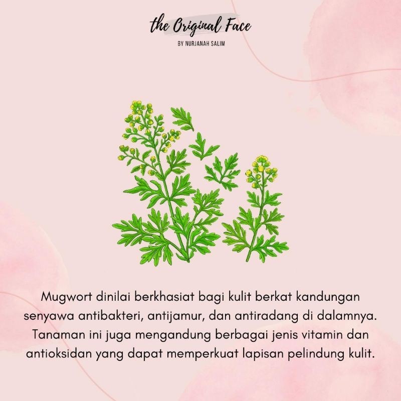 Mugwort Clay &amp; Mask / Masker Mugwort The Original Face By Nurjanah Salim