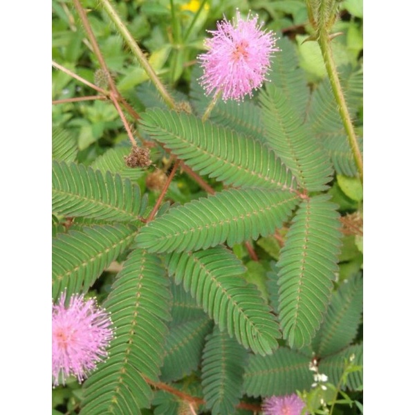 

daun putri malu segar 500GRAM