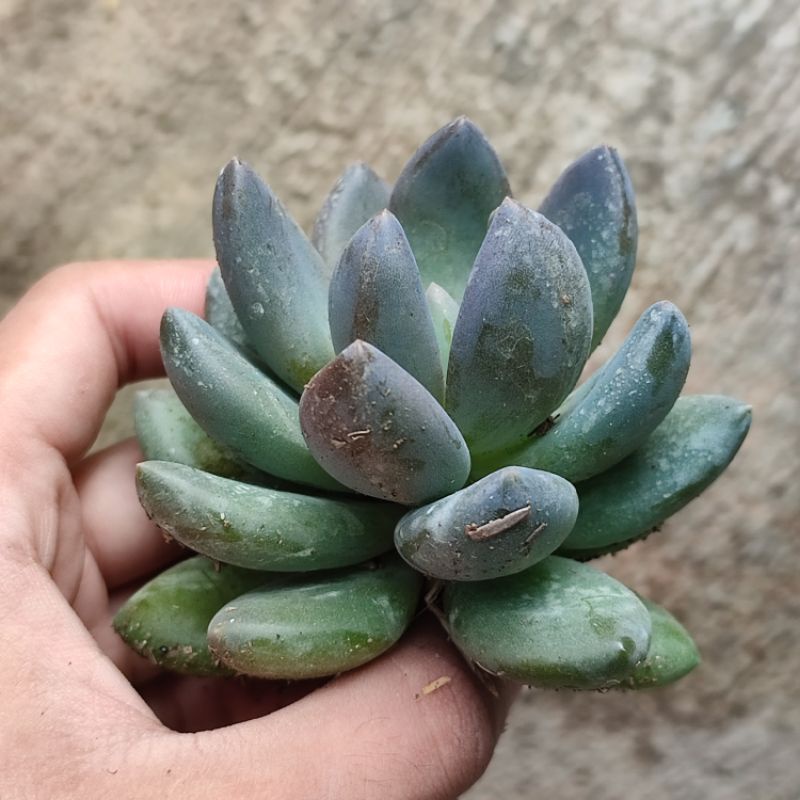 Sukulen echeveria Tolimanensis/Sedeveria 'Blue Mist'