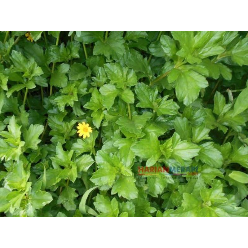 

DAUN GETANG ATAU JOTANG SEGAR DAN KERING 1 KG