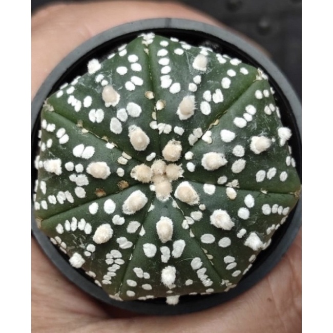 kaktus astrophytum asterias