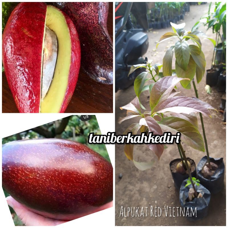Bibit Buah Alpukat Red Vietnam
