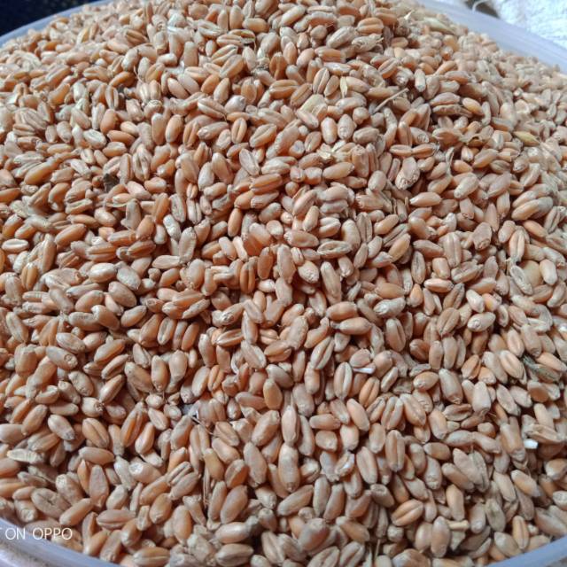 

Barley / wheat / gandum