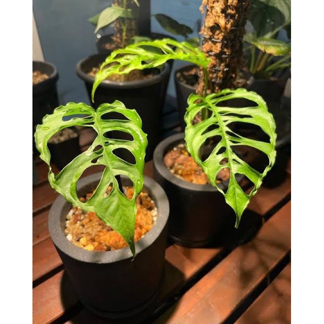 monstera obliqua