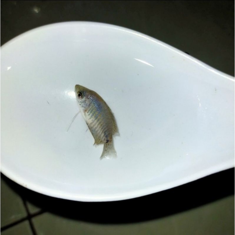 ikan hias sepat biru aquascape