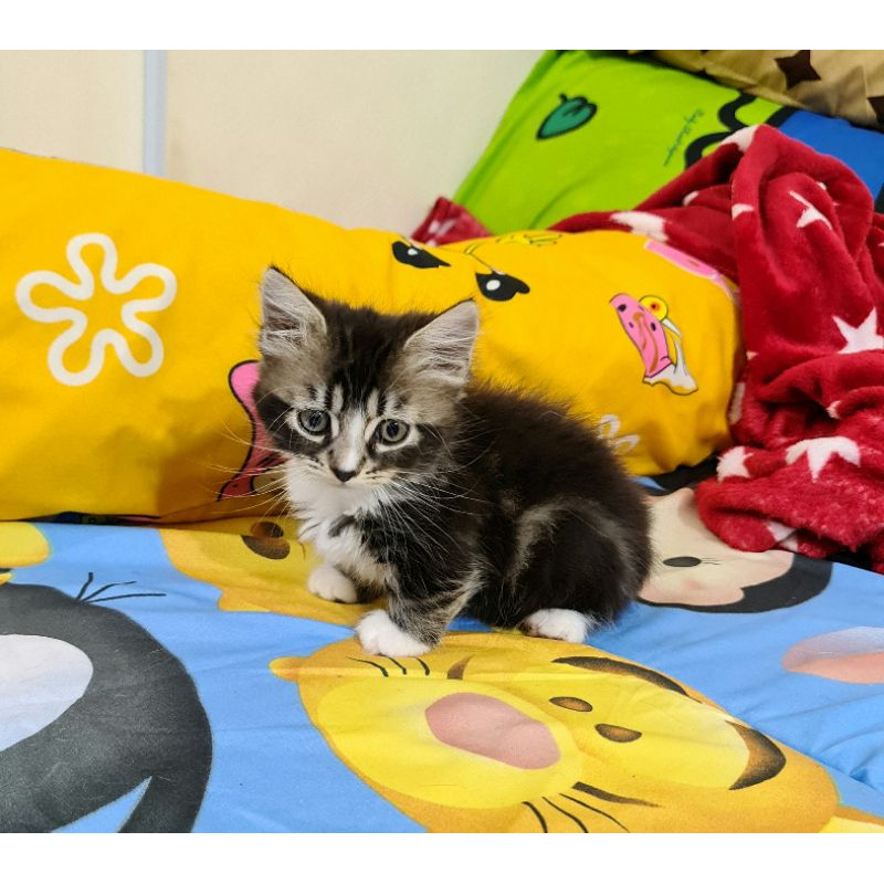 kitten Munchkin jantan