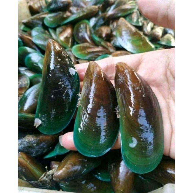 

kerang ijo cangkang fresh