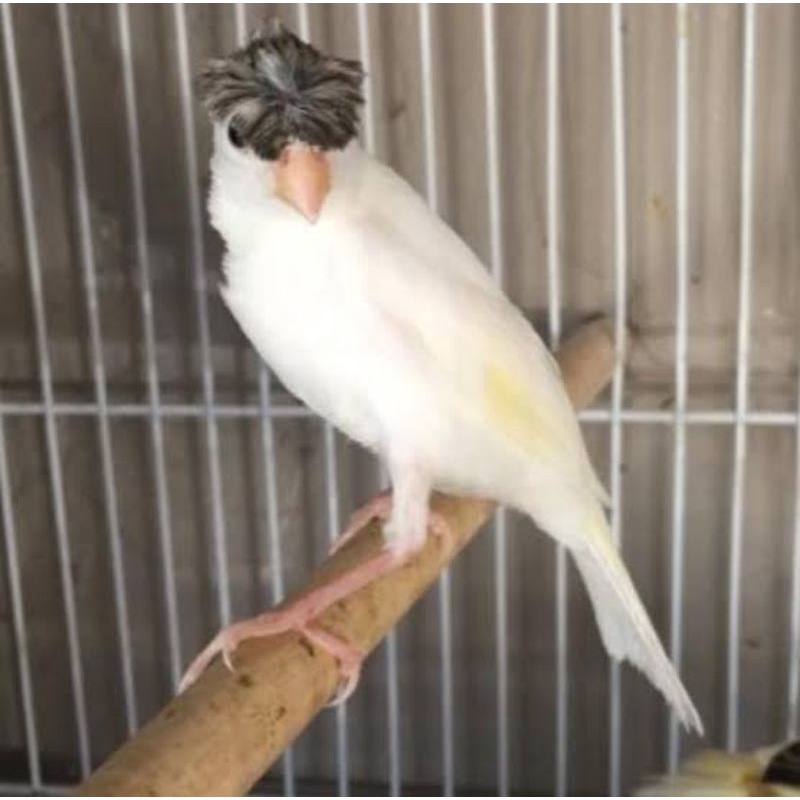 Stok Baru Kenari Jambul Bahan Pilihan Sehat Jantan/Betina